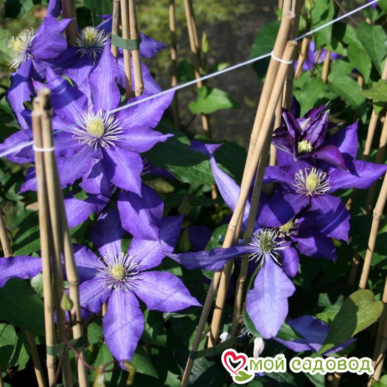 Клематис Даниэль Деронда ЗКС