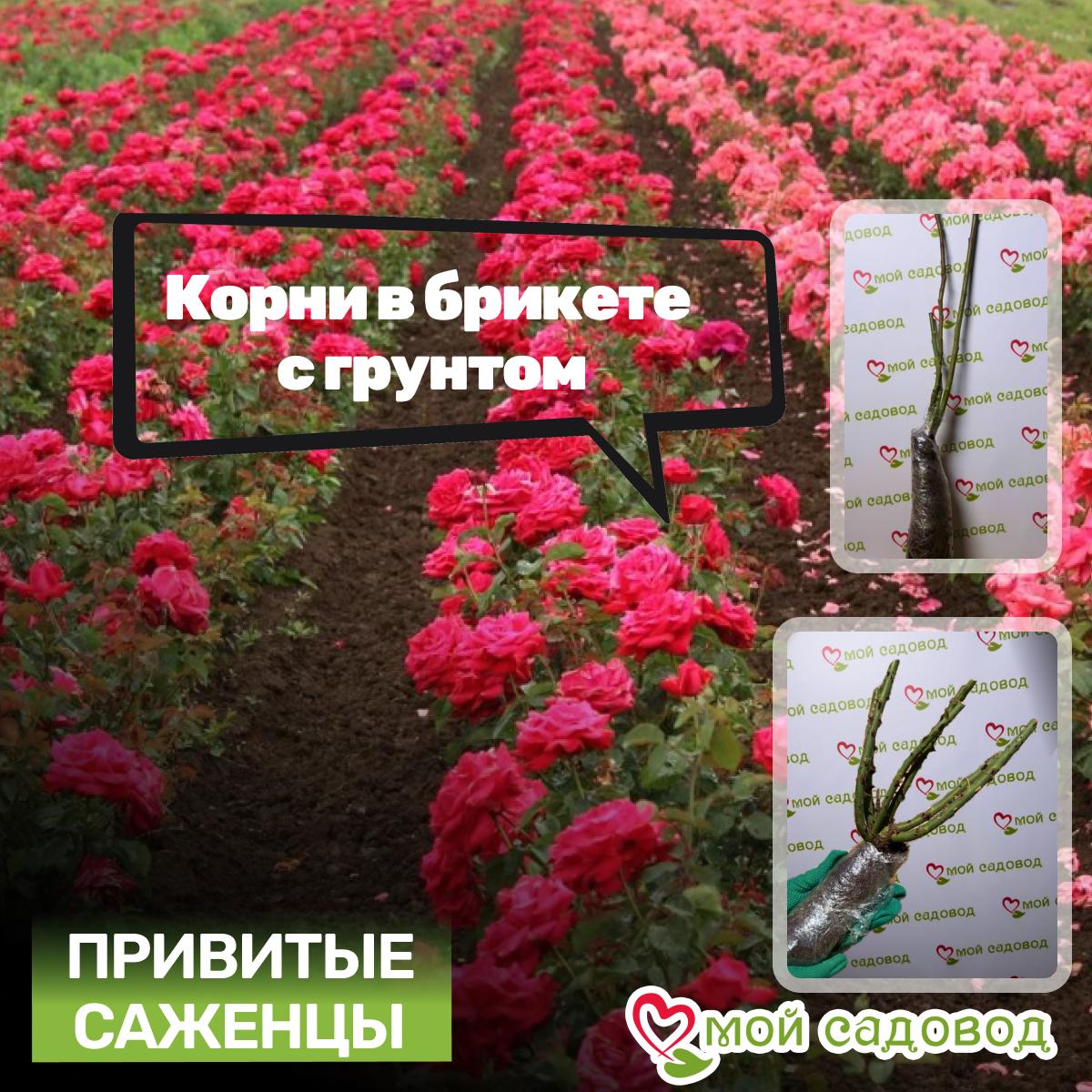 Роза Оливия Роуз Остин