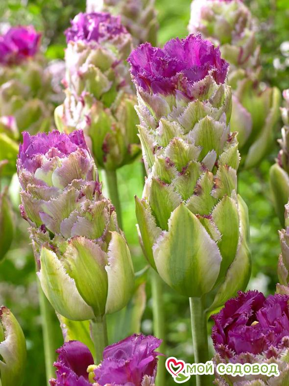 Тюльпан Пурпл Тауэр