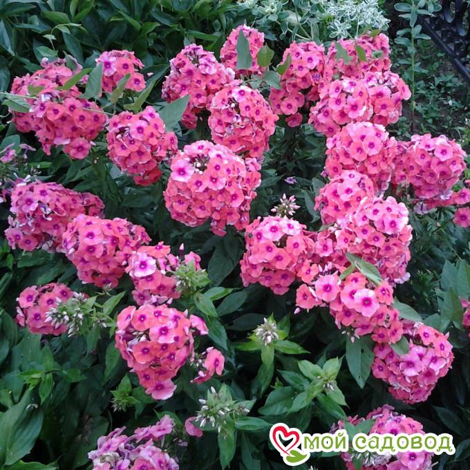 ФЛОКС МЕТЕЛЬЧАТЫЙ ЛАРИССА