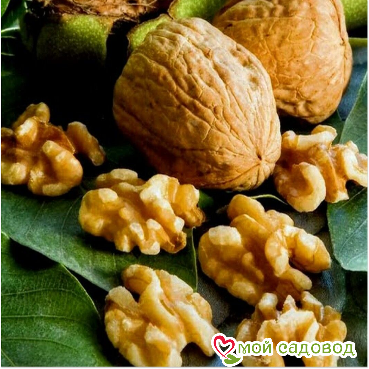 Грецкий Орех Левина